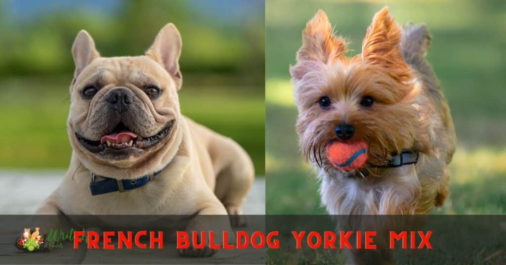 French Bulldog Yorkie mix