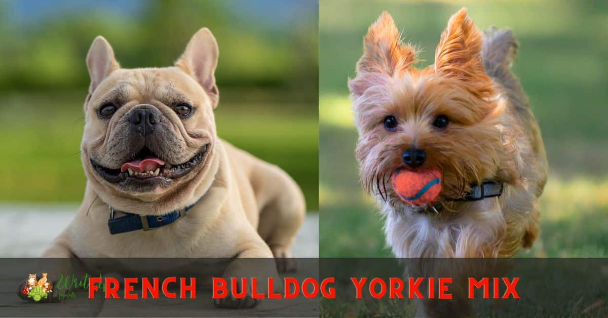 French Bulldog Yorkie mix