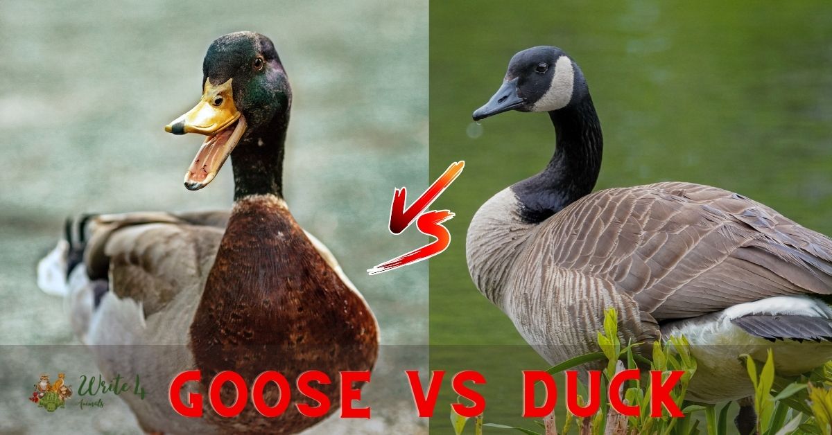 Goose vs Duck