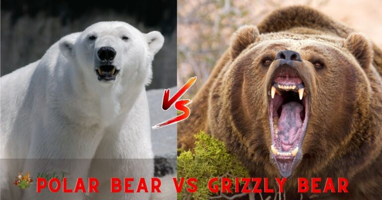 Polar bear vs Grizzly bear