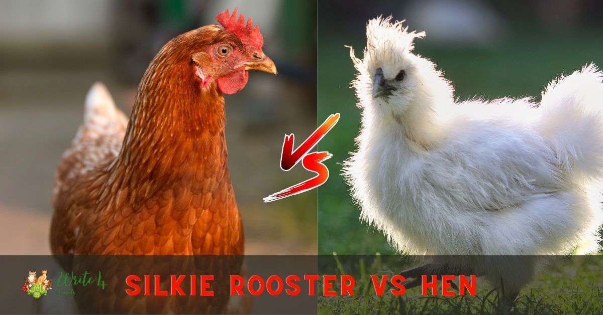 Silkie Rooster vs Hen