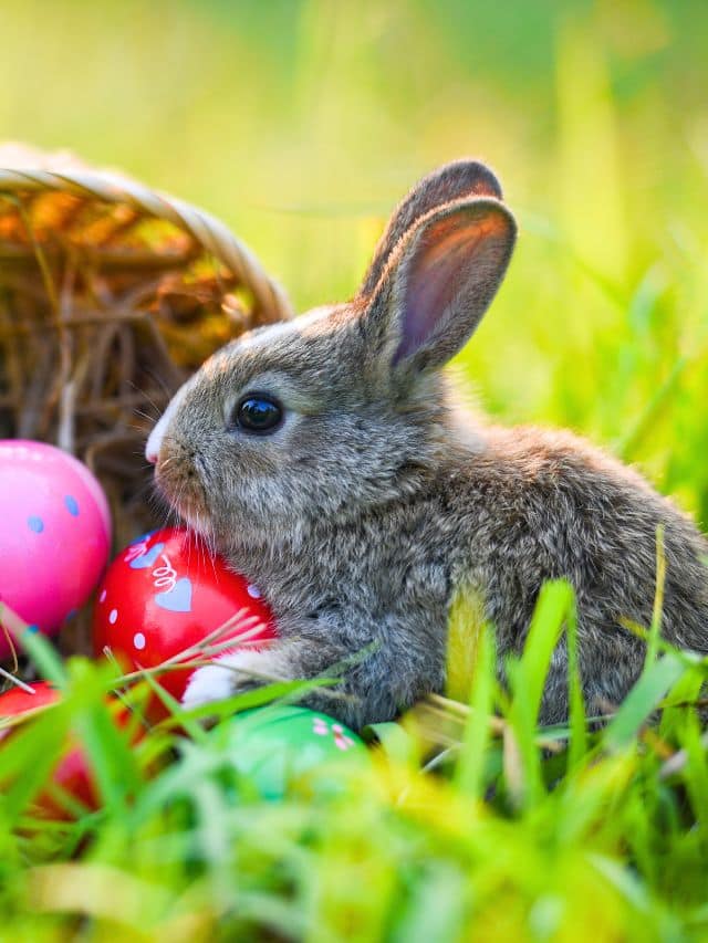 The Hidden Dangers of Cuddly Easter Gifts
