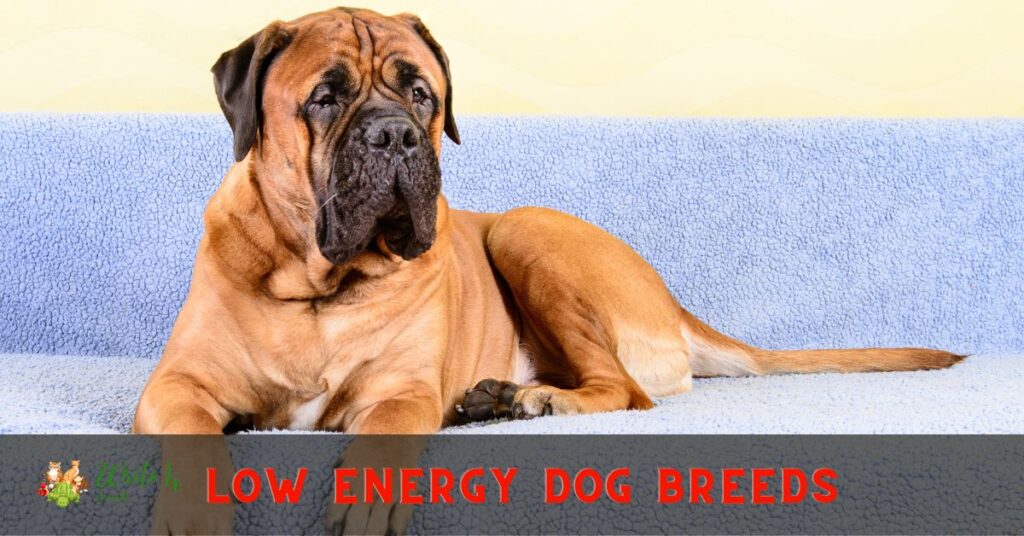 low energy dog breeds