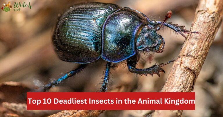 Top 10 Deadliest Insects in the Animal Kingdom