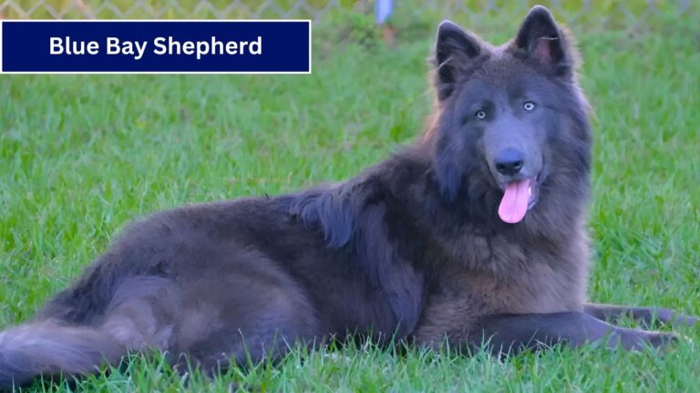 Blue Bay Shepherd