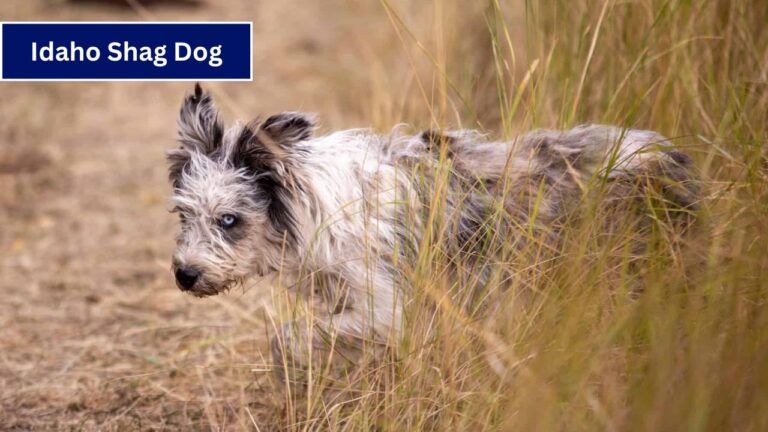 Idaho Shag Dog