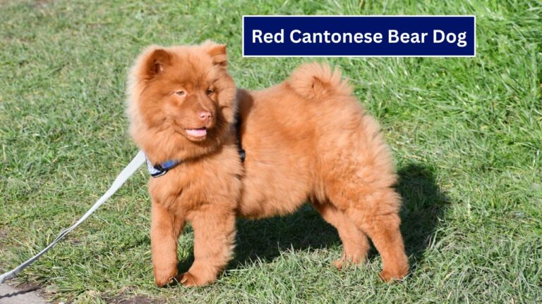 Red Cantonese Bear Dog: A Unique and Charismatic Breed