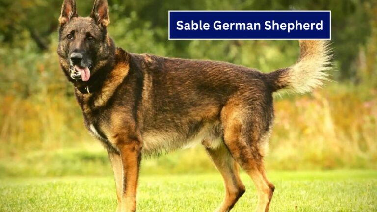 Sable German Shepherd