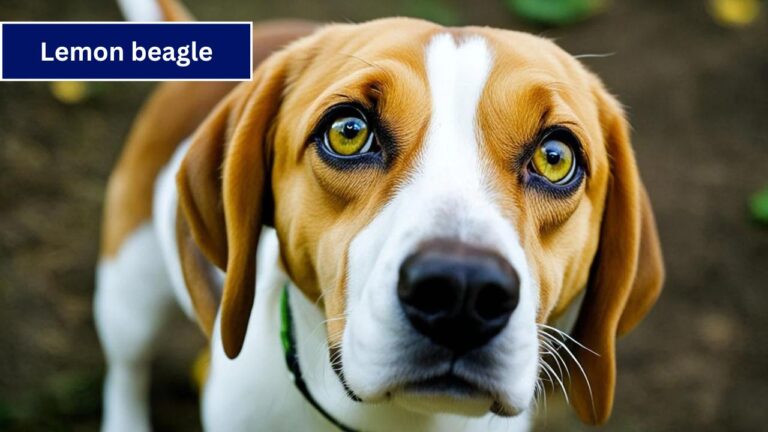 lemon beagle