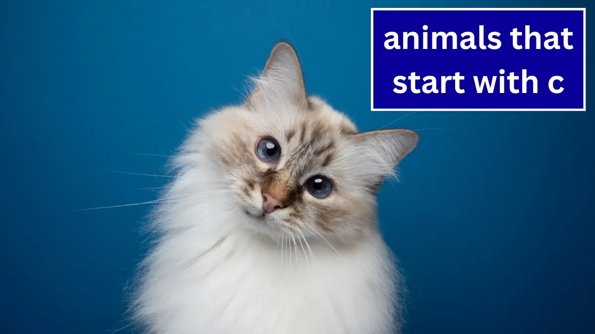 Animals That Start with C