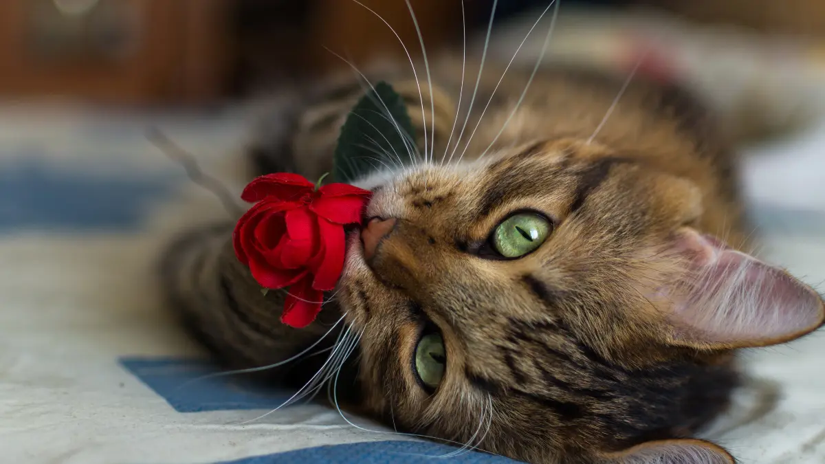 Are Roses Poisonous to Cats?