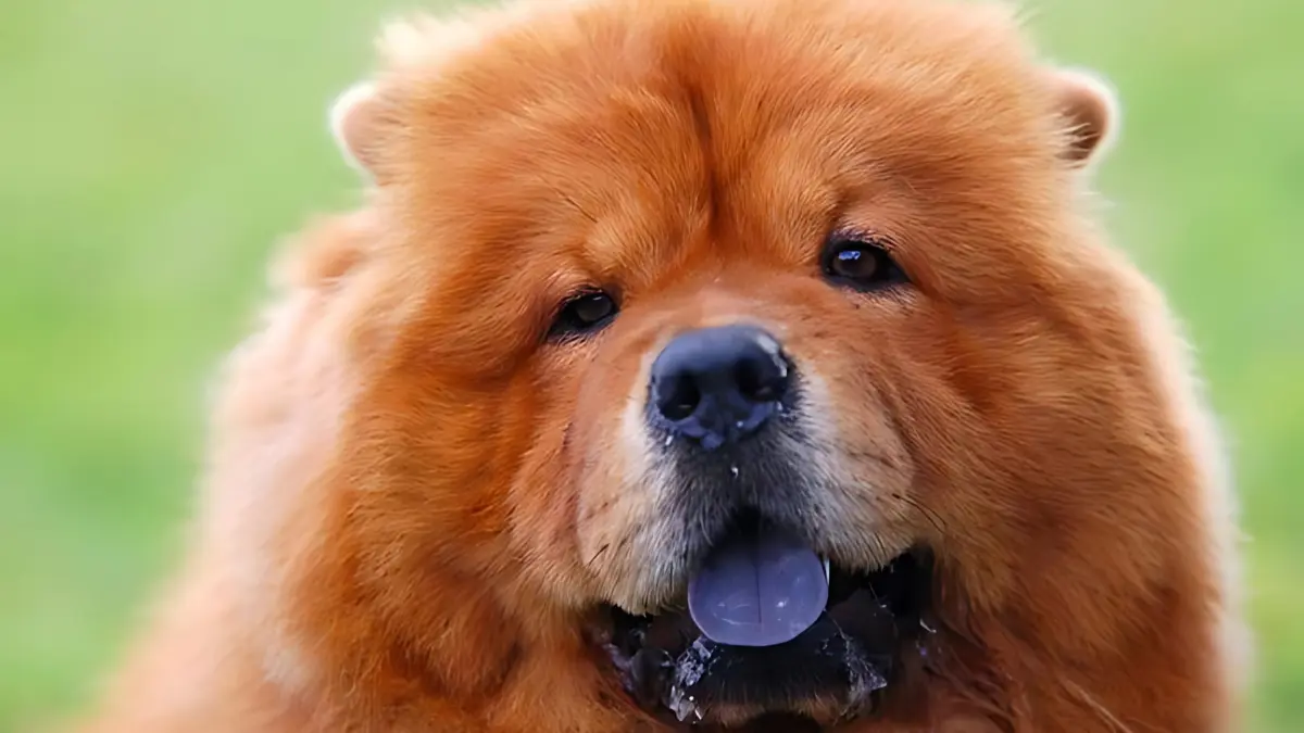 Dog with Purple Tongue