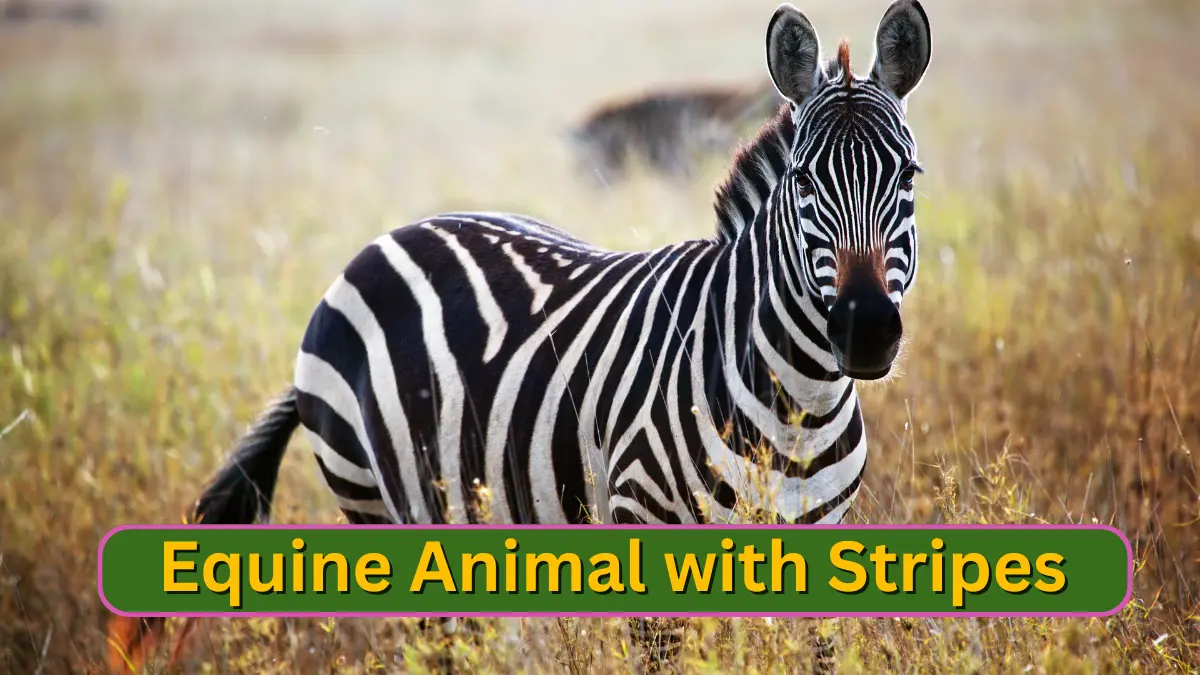 Equine Animal with Stripes