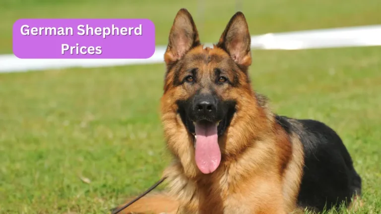 German Shepherd price