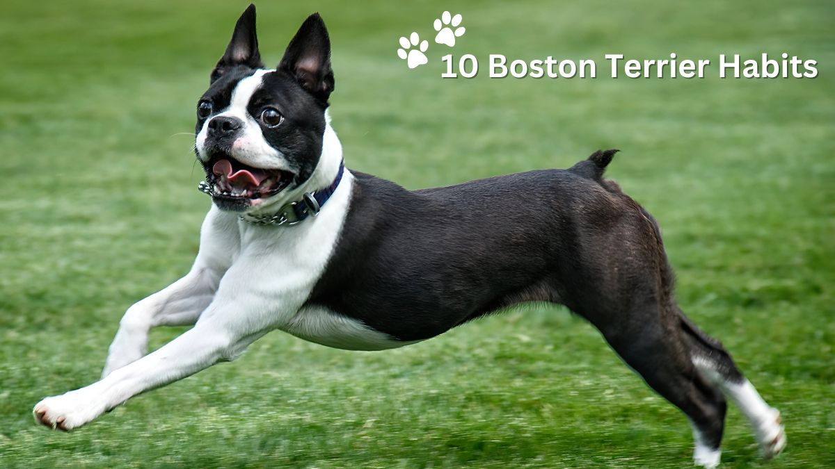 10 Boston Terrier Habits