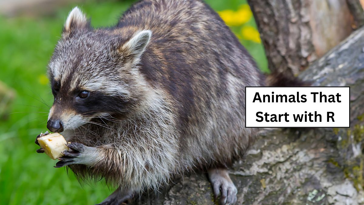 Animals That Start with R