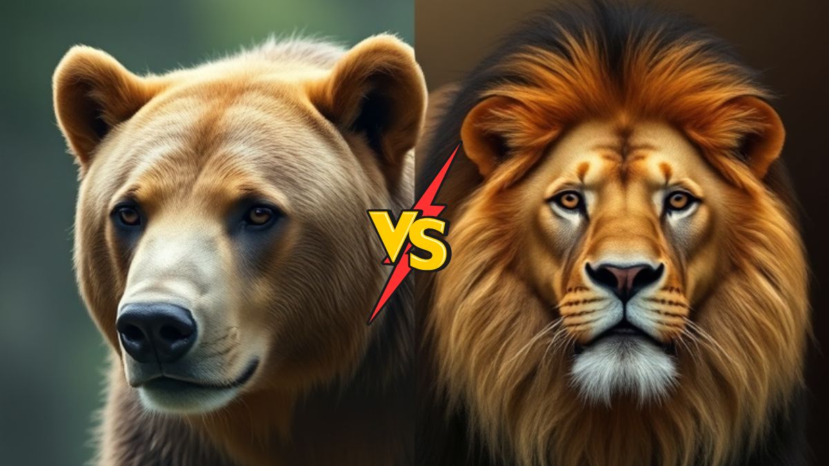 Bear vs Lion