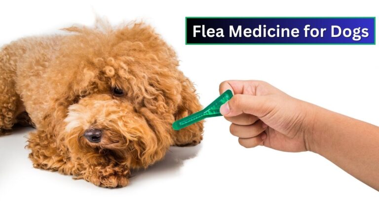 Flea Medicine for Dogs