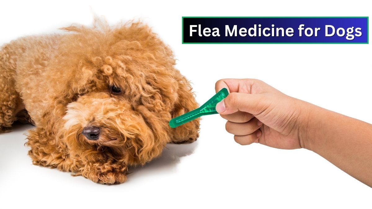 Flea Medicine for Dogs