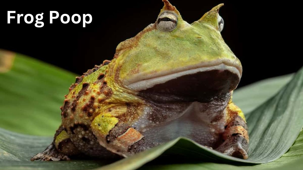 Frog Poop