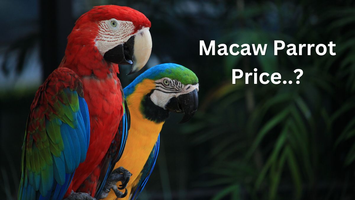 Macaw Parrot Price