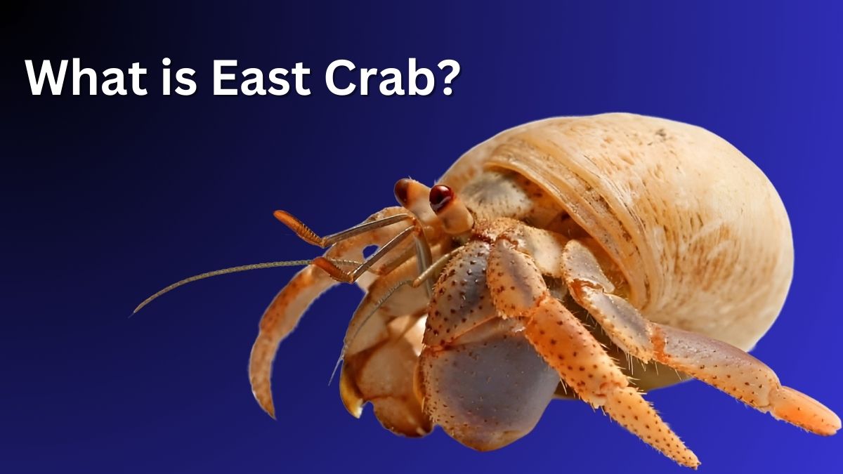 What is East Crab?