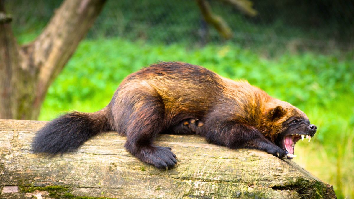Wolverine Animal